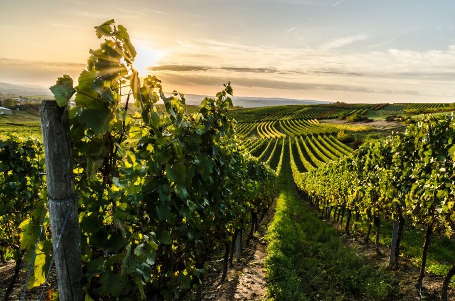 From Florence: Semi Private Deep Wine Chianti San Gimignano - Final booking advice