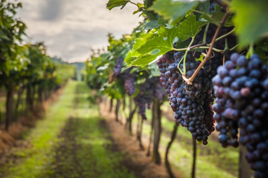 From Florence: Semi Private Deep Wine Chianti San Gimignano - Who will enjoy this tour most?