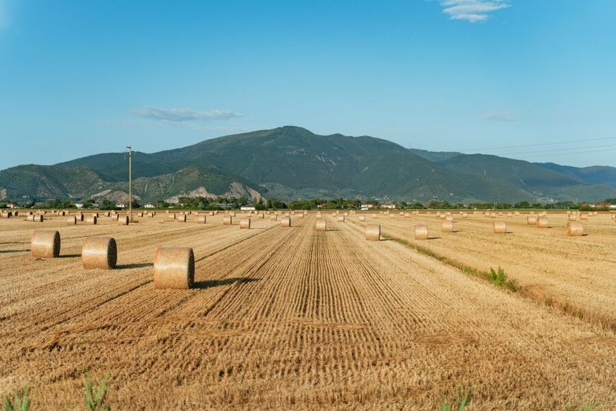 From Florence: Siena, San Gimignano, Pisa & Lunch at Winery - San Gimignano and its medieval towers