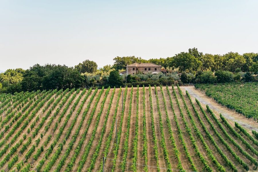 From Florence: Small Group Wine Tasting Tour to Tuscany - Why the small group matters