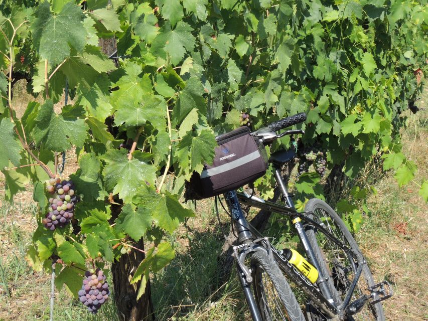 From Florence: Tuscan Hills Biking with Farm Tour and Lunch - Who should book this ride?