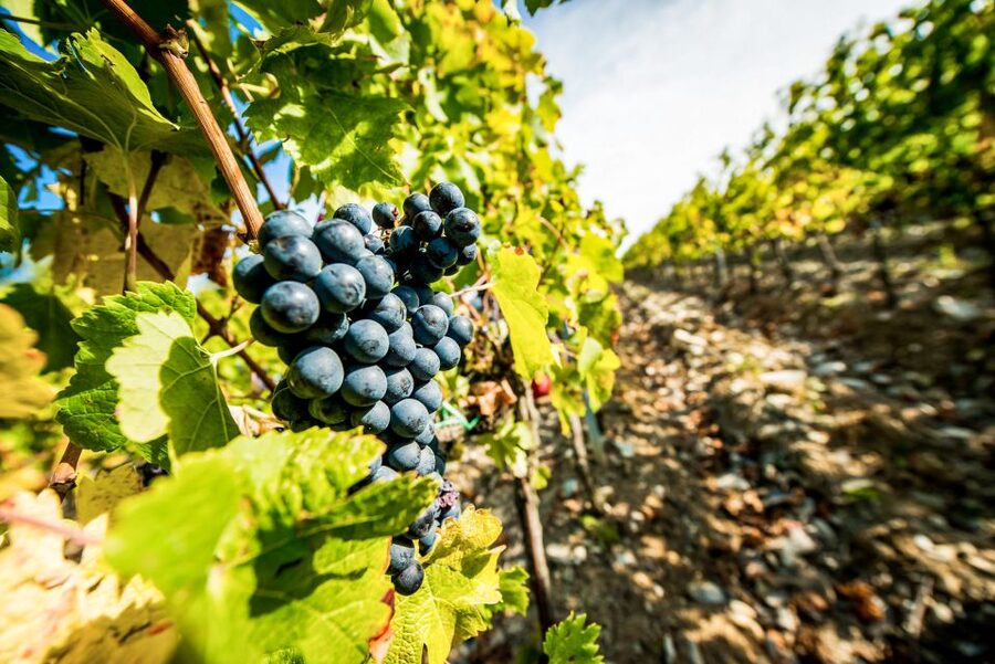 From Florence: Tuscany Wine & Food Tour with Guide - The final winery and the view toward Florence