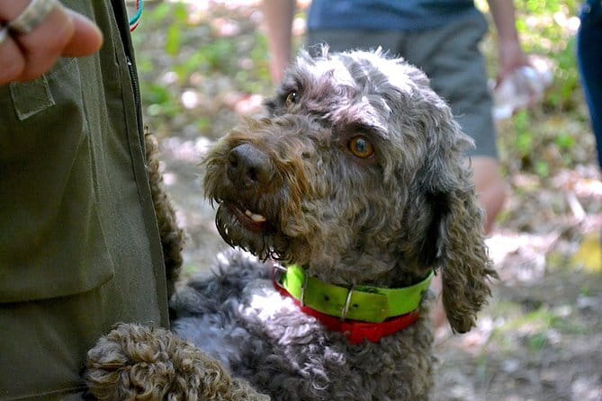 Full-Day Small-Group Truffle Hunting in Tuscany with Lunch - Why San Miniato matters to truffle hunters