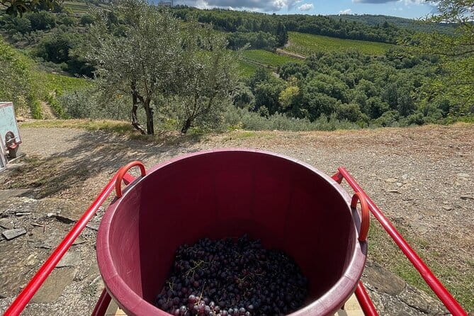 Grape Stomping and Wine Tasting in Tuscany - Why grape stomping still feels special