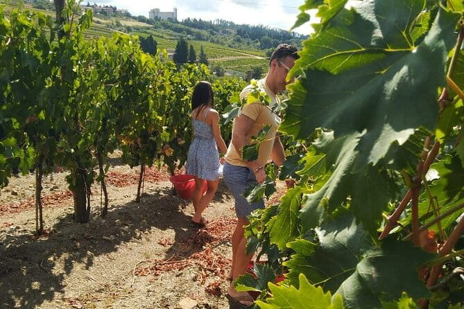 Grape Stomping and Wine Tasting in Tuscany - From crushed grapes to the winery floor