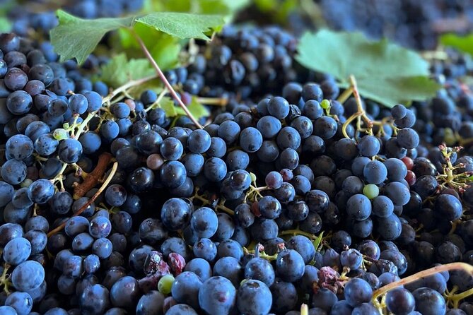 Grape Stomping Experience and Wine Tasting - Key points at a glance