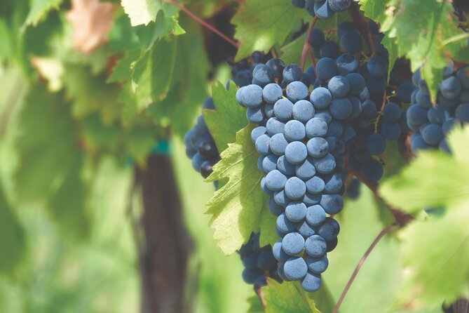 Grape Stomping Experience and Wine Tasting - Meeting Arianna, Ariana, and Martina