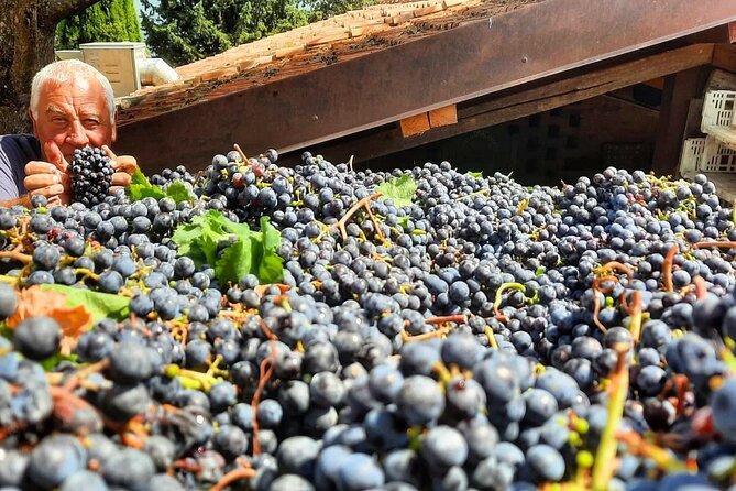 Greve in Chianti Wine Tasting and Winery Tour - What happens among the vines