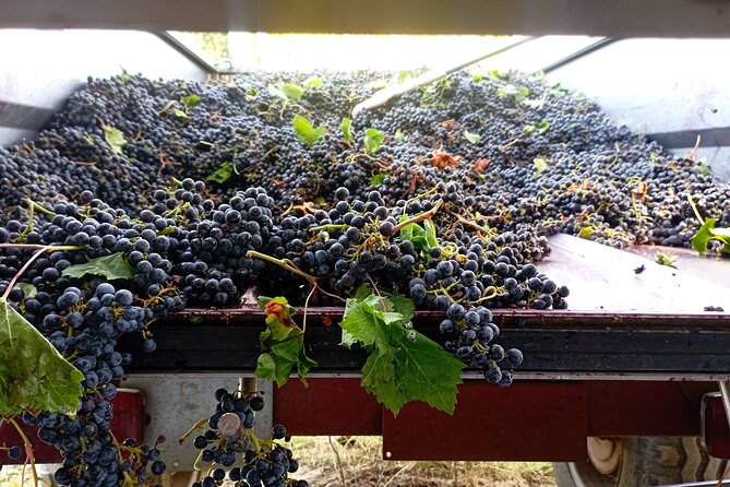 Greve in Chianti Wine Tasting and Winery Tour - Should you book Azienda Agricola Brogioni Maurizio?