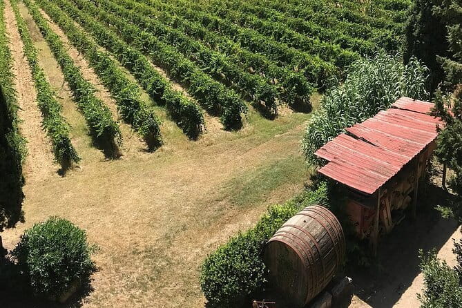 Guided tour with wine tasting and local organic products - Meeting Cesare and hearing a family story