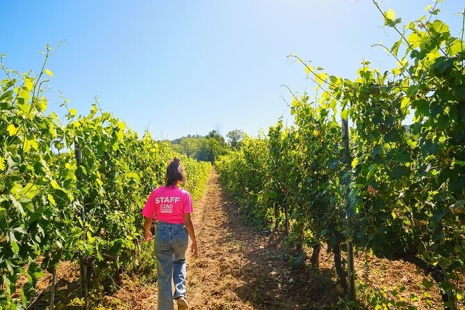 Half-day Experience to San Gimignano Hills with Picnic and Wine - Key points to know before booking