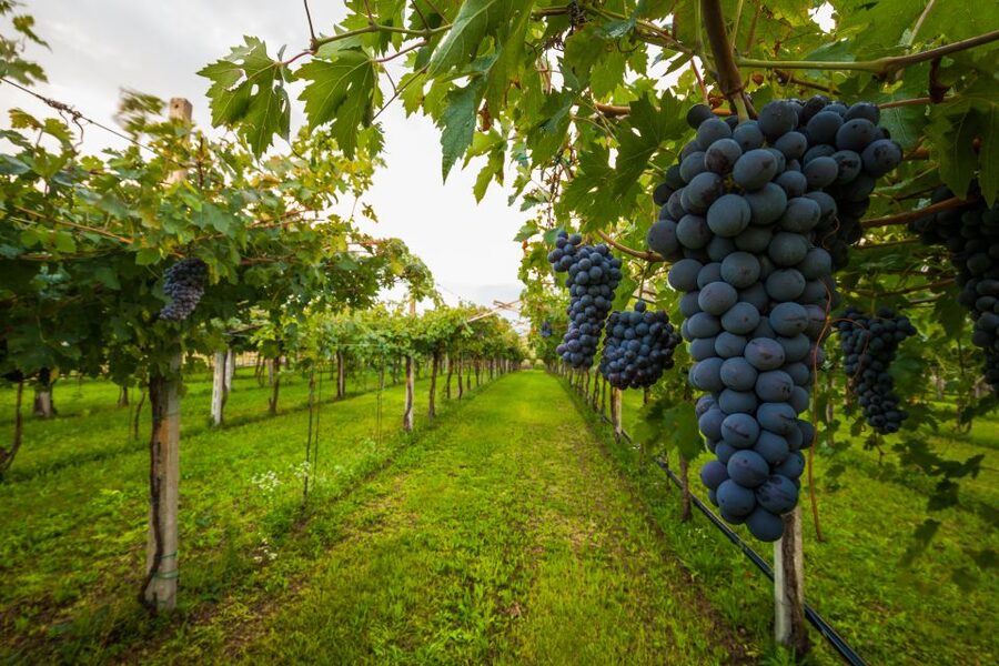Half-day Hills Experience to San Gimignano with Pic Nic Wine - The Ride Through Tuscany