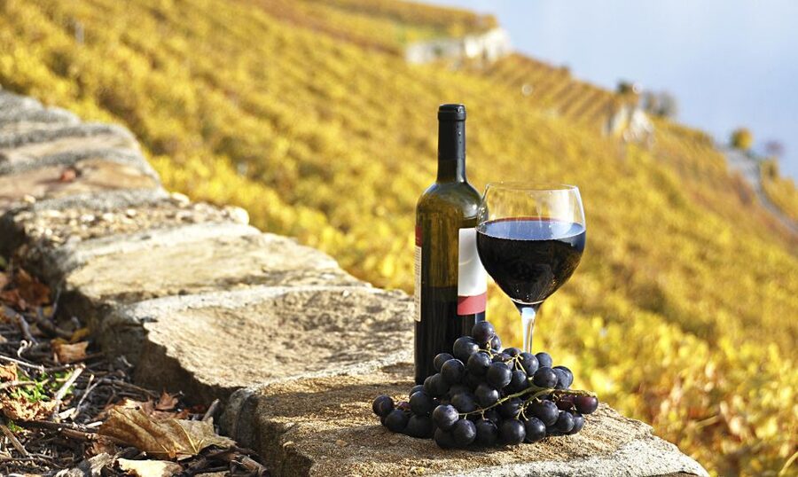 Half-Day Tour from Florence: Chianti Colors & Flavors - Should you book it?