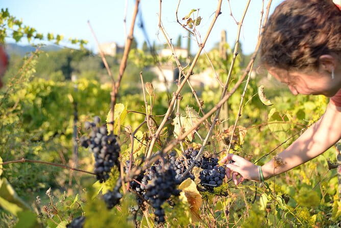 Hike & Wine Tour - A Walk Through Vineyards and Rural Trails