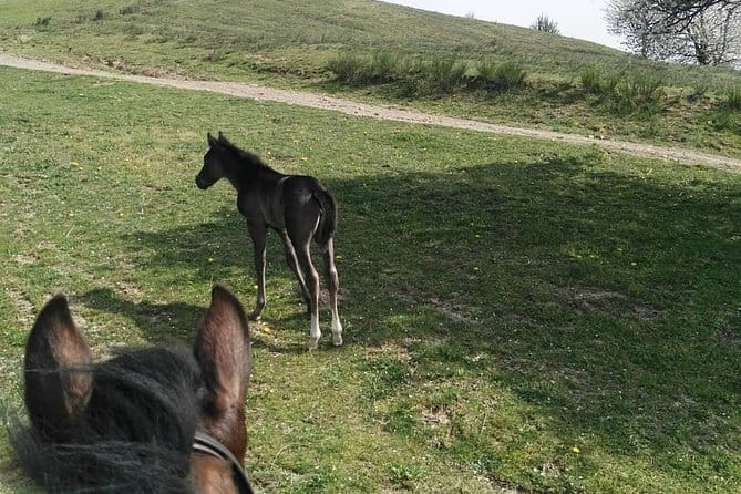 Horse ride in the Mugello (transfer from / to Florence) and Tuscan aperitif - Is $319.67 per person good value?