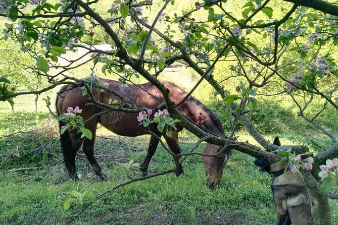Horse ride in the Mugello (transfer from / to Florence) and Tuscan aperitif - The Florence pickup and ride to Barberino di Mugello