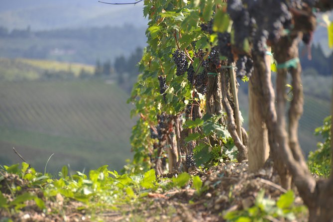 It's Wine Time! 2 wineries & farm-to-table lunch—max 8 pp - Who should book this experience?
