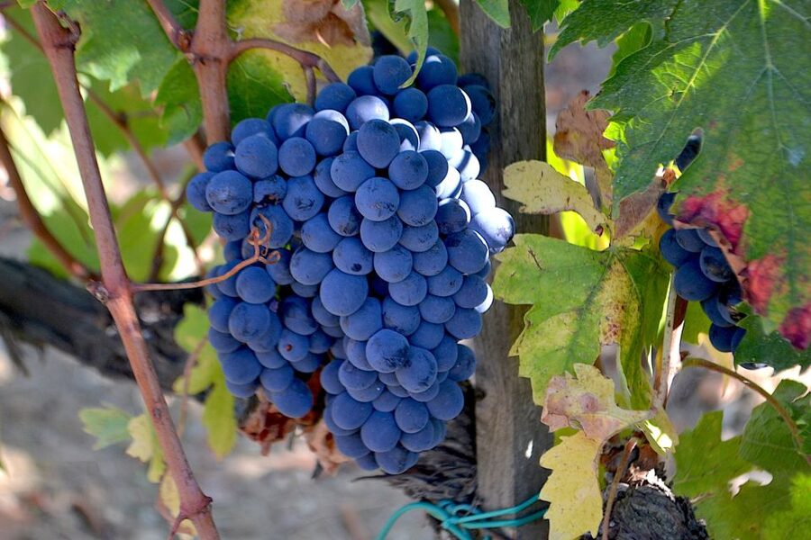 Montalcino: Small-Group Brunello Wine Tour from Florence - Why Montalcino makes this day worthwhile