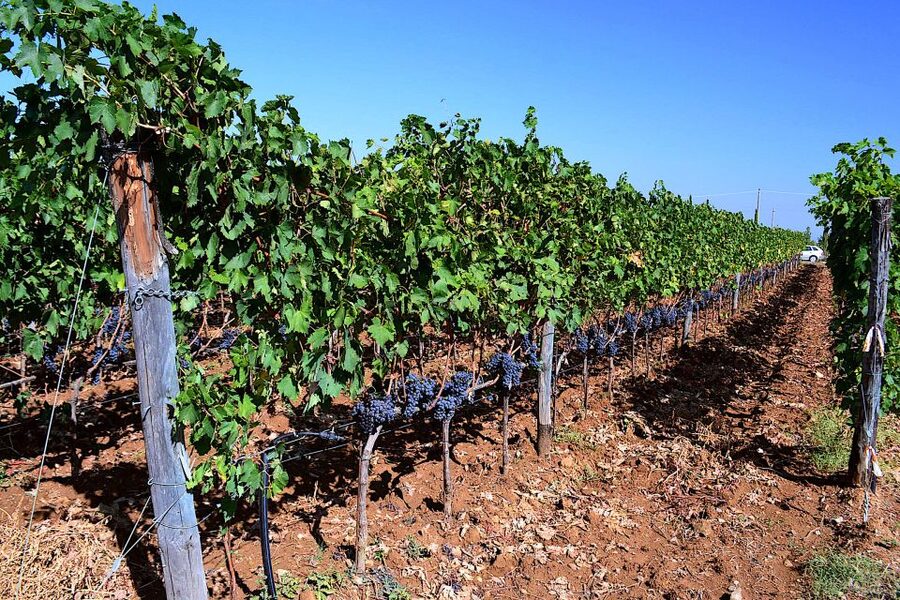 Montalcino: Small-Group Brunello Wine Tour from Florence - A local lunch with a realistic price check