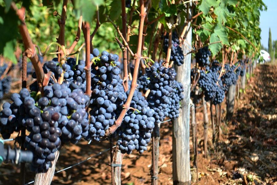 Montalcino: Small-Group Brunello Wine Tour from Florence - The second winery gives the day depth