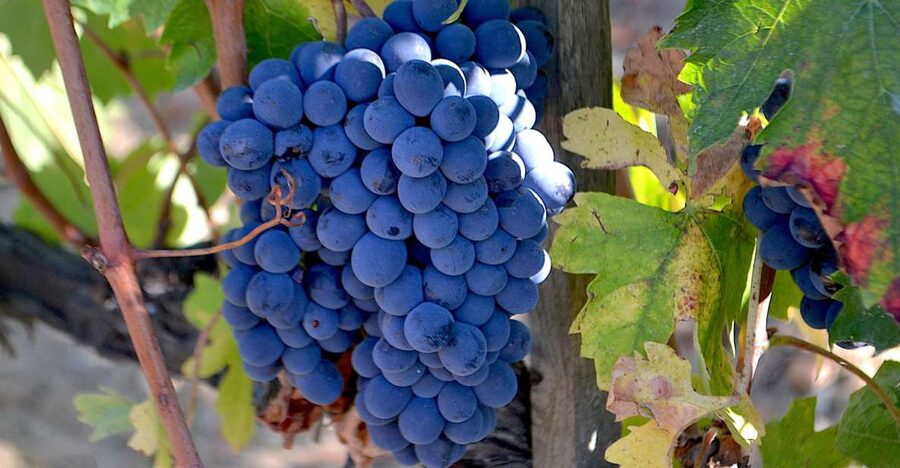 Montalcino: Small-Group Brunello Wine Tour from Florence - What you actually learn about Brunello