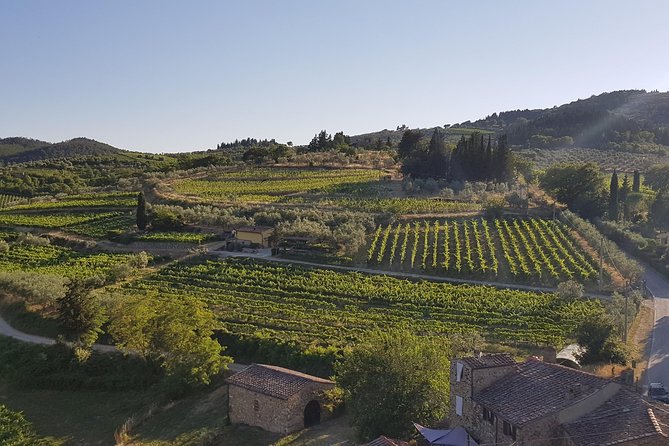 Montefioralle Winery - Tour and Wine Tasting in Chianti - What happens during the 75-minute visit