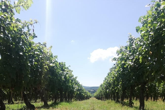 Open Top Van!! Half Day in Chianti with Wine Tasting - A personal route with room for extra stops