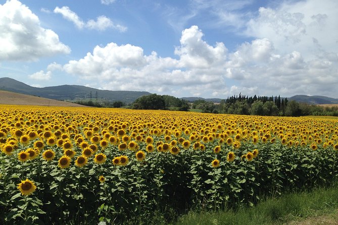 Pisa and San Gimignano Tour from Florence - Food, wine, and extra spending