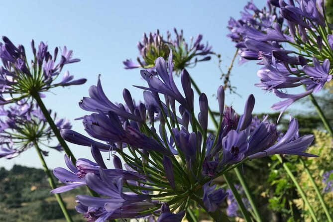 Pitti Palace & Boboli gardens tour with a Local Guide - What the small group changes