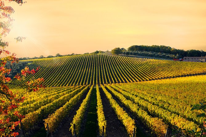 Private Chianti Classico Tour with wine and food tasting in a Historic Estate - What you may taste, and why the snacks matter