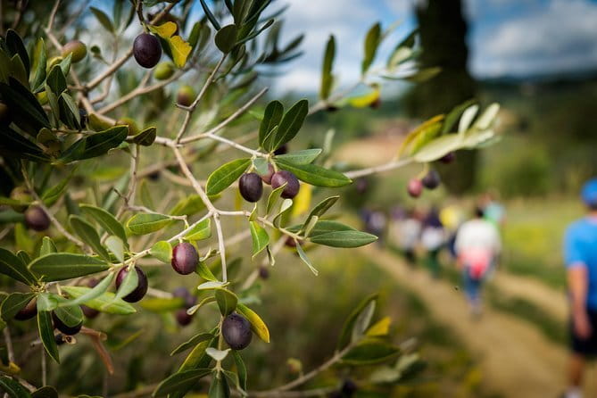 Private Classic Wine Tour in Chianti from Florence - What the guides add to the day