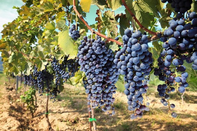 Private daytrip to Siena & Chianti wine country, with wine tasting from Florence - Panzano, halfway between Florence and Siena