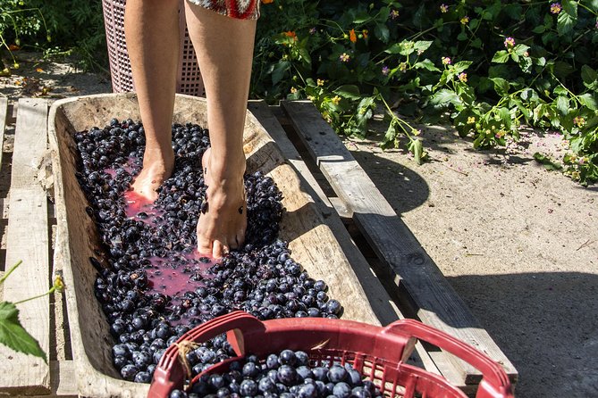 Private Grape stomping in Chianti from Florence - Key points at a glance
