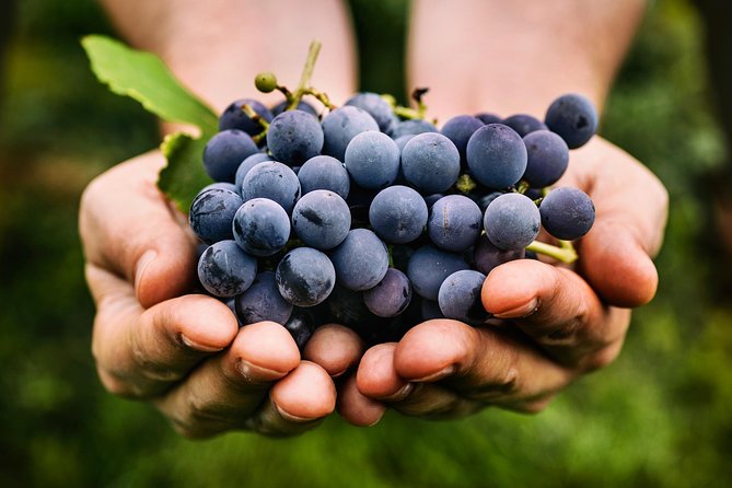 Private Grape stomping in Chianti from Florence - What the guides add to the day