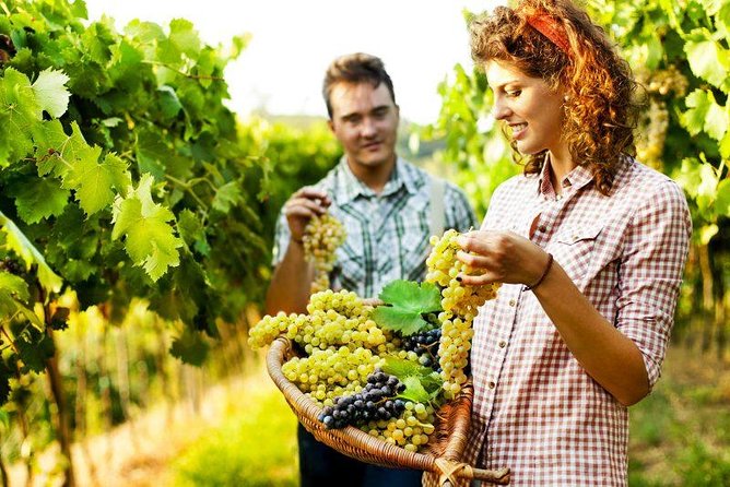 Private Grape stomping in Chianti from Florence - At the farm, the grape stomping begins