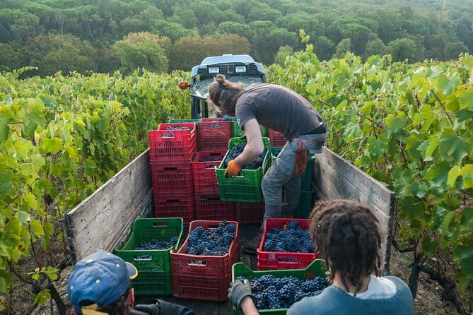 PRIVATE Half-Day Tour: Chianti Classico Wine Experience. - Key points to know before booking