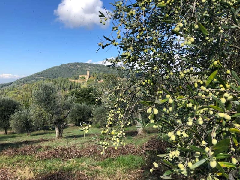 Private Hiking Florence Tour with Wine and Lunch or semi-pri - A shaded start through cypress and oak woods
