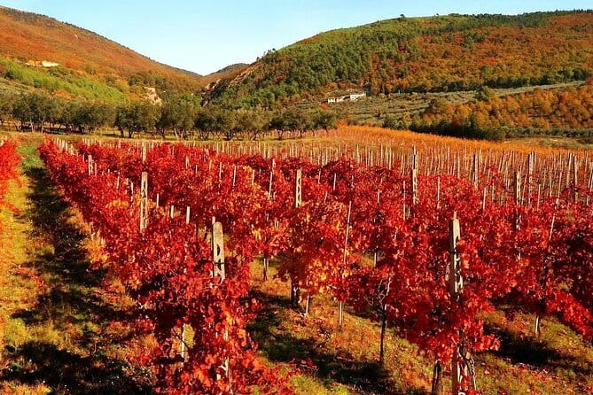 Private Siena, S. Gimignano, Chianti Road and Wine Tasting - Why this Tuscan day works