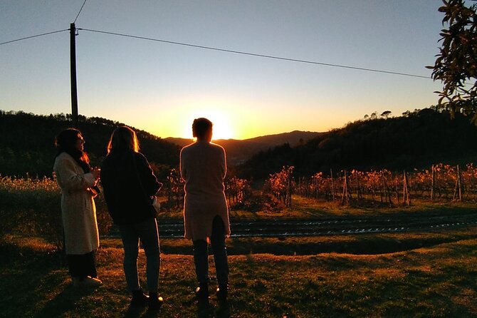 Private Tour- Chianti By Minivan At Sunset - Timing, weather, and practical limits
