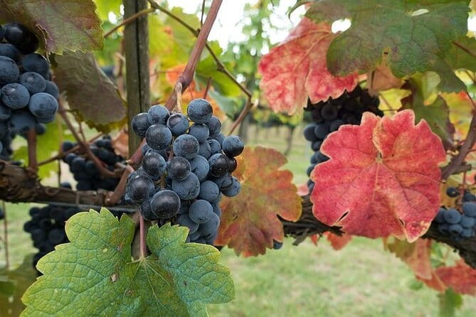 Private Tour: Chianti Winery, Montefioralle, and Greve in Chianti - Montefioralle and Its Castle Views