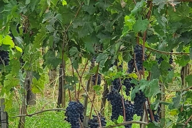Private Tour of Chianti Siena and San Gimignano by Minivan - The Chianti winery is the day’s most personal stop