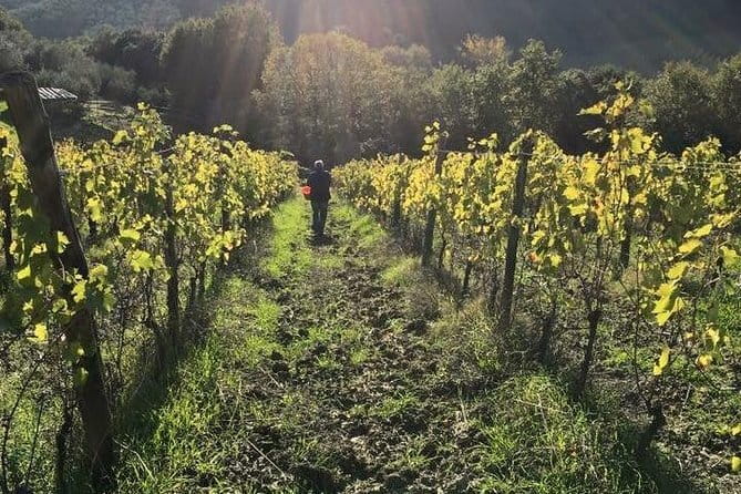 Private Tour of San Gimignano & Siena - Two Tuscan towns, one long day from Florence