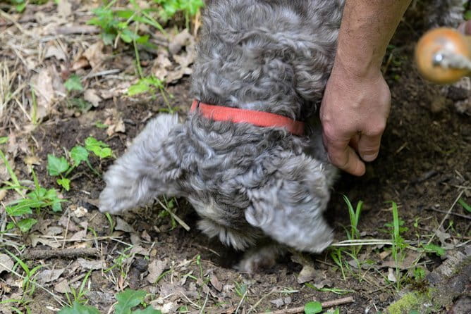 Private Truffle Hunting in Chianti from Florence - The drive into Chianti is part of the reward