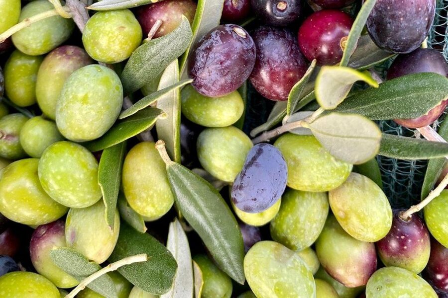Seggiano: Typical Tuscan Farm Tour with Olive Oil Tasting - Who Will Enjoy This Farm Visit Most?
