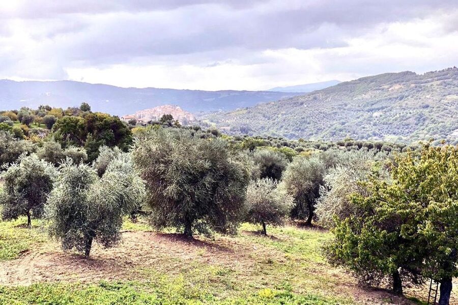 Seggiano: Typical Tuscan Farm Tour with Olive Oil Tasting - From Harvest to Mill: What You Learn