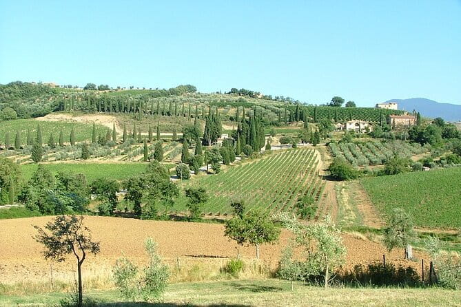Sightseeing Tuscany by touring bike - 1 day rental - Olive groves and vineyards are the real payoff