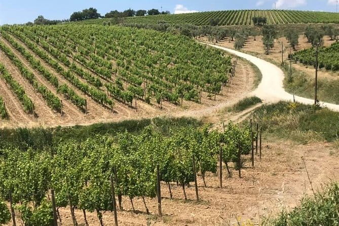 Small group Chianti-side wine tour with Mercedes V class Van - Is $336.41 per person a fair price?