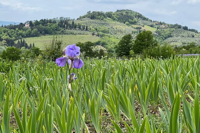 SMALL GROUP Chianti Tradition wine tour (max 8 pp) - A welcoming start at the wine and cheese shop