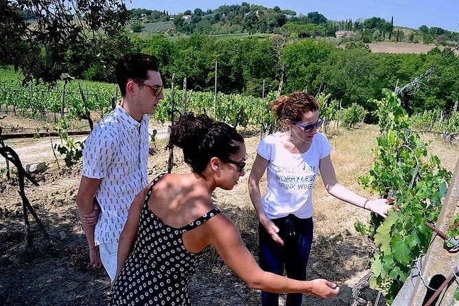 Small-Group Vernaccia di San Gimignano Wine Tour - White and Red Wines - Why the red-and-white format works
