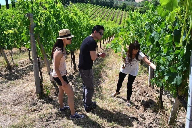 Small-Group Vernaccia di San Gimignano Wine Tour - White and Red Wines - San Michele a Torri and its Chianti reds
